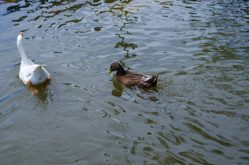 Patos pato ganso
