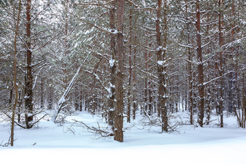 Fototapeta premium Winter pine forest under white snow. Landscape