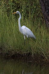 Egret in marsh