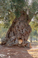 trunk of an olive tree