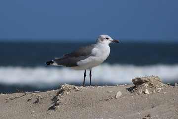 seagull on the beach 