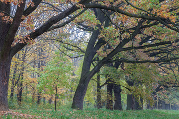 Old city park in autumn. Forest. Fog. Landscape