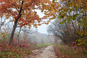 Obraz premium Old city park in autumn. Forest. Fog. Landscape
