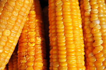 Yellow ripe corn, close up organic macro texture background, top view