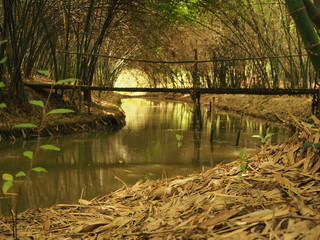 Nature creates bamboo tunnels parallel to streams in the garden.