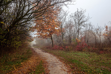 Autumn forest. Fog. Rain. Dampness. Landscape. Path