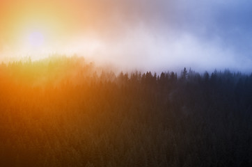 Blue mist and sunrise over pine trees in the forest in the mountains. Carpathians Ukraine