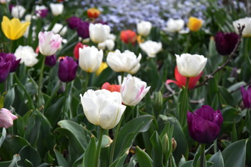 Tulips Colorful Flower Bed Close Up View. Beautiful Bloom Multi Colored White, Yellow, Red, Purple Tulips on Garden Field. Tulips in a blooming field of brilliant colour.