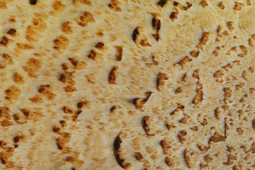 Natural texture of a mushroom hat close-up