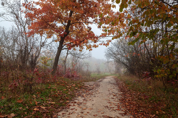 Fototapeta premium Autumn forest. Fog. Rain. Dampness. Landscape. Path