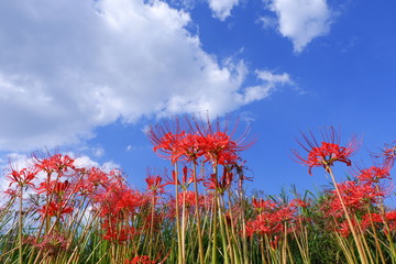 青空と雲とヒガンバナ