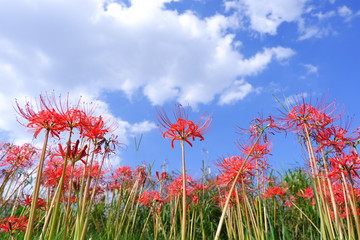 青空と雲とヒガンバナ
