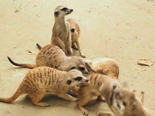 Mecca is in the vertebrae of the sphincter. Mammal floor Small size Weight about 1 kilogram and about 50 centimeters high in the weasel family. Residents of the Kalahari desert in southern Africa.