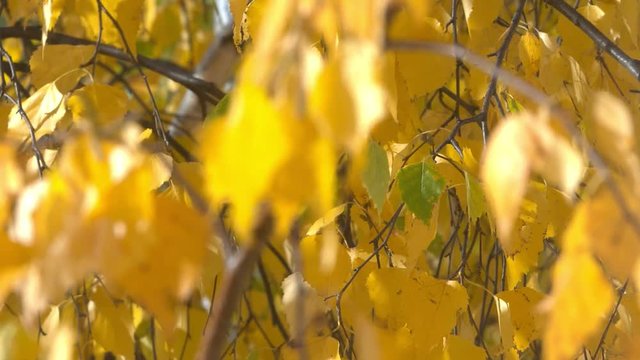 autumn yellow birch leaves