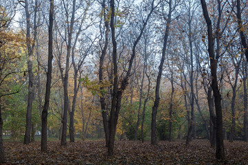 Old city park in autumn. Forest. Fog. Landscape.