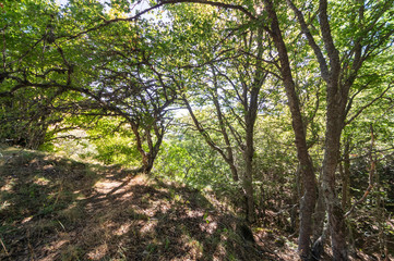 Beech of La Boyariza, Geras de Gordon Leon (Spain), at the end of summer.