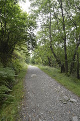 Fototapeta na wymiar country path through trees