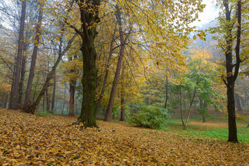 Old city park in autumn. Forest. Fog. Landscape.