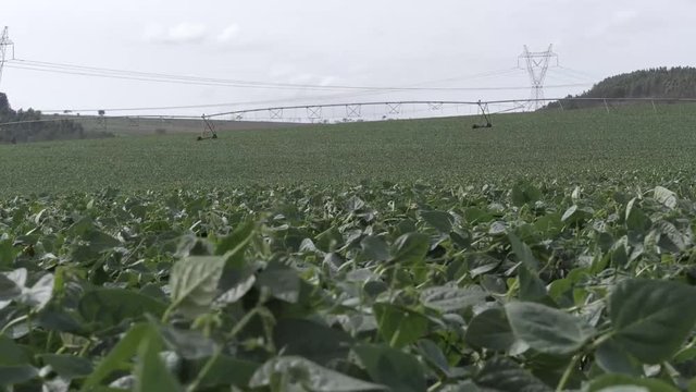 Planta&ccedil;&atilde;o de batata
