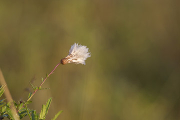 Thistle blossom damp from morning dew