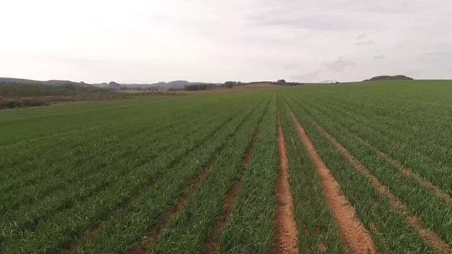 Planta&ccedil;&atilde;o de batata