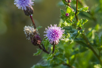 Thistle blossom damp from morning dew