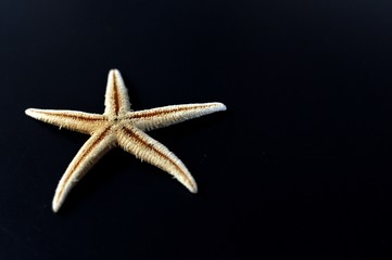 Close up of a yellow starfish isolated on black background. Top side view, selective focus, copy space