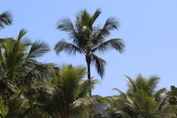 Fototapeta na wymiar coconut beach