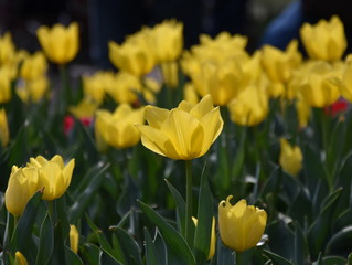 Obraz premium Tulip flower. Beautiful tulips in tulip field with green leaf background. Group of yellow tulips in the park. Spring landscape. Yellow Tulips Close Up. Bright, yellow tulips in Spring sunshine.