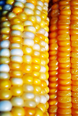 Yellow ripe corn with some white seeds, close up macro detail organic texture background, top view