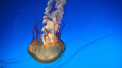 Jellyfish under water