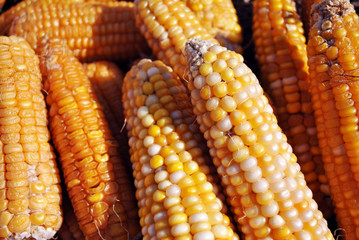 Yellow and white mixed ripe corn  close up organic texture background, top view