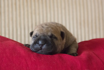 new born shar pei pup
