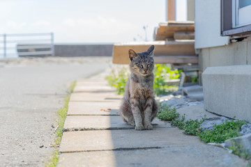Obraz premium 相島の猫