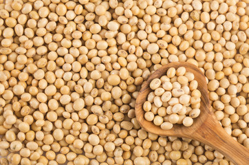 Dry soybeans - Glycine max. White background