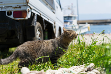 愛の島の猫