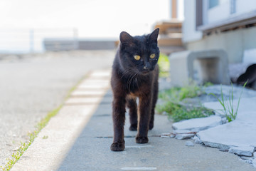 相島の黒猫