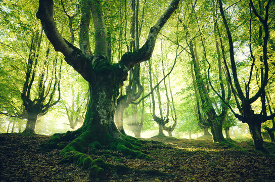 magical forest for wallpaper