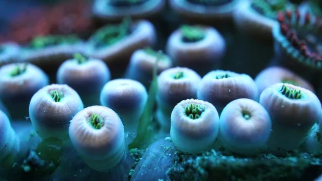 button corals's buds slowly open and bloom under water at night