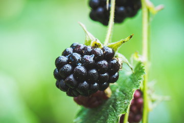 Ripe and unripe blackberries on bush. Selective focus. Shallow depth of field. 