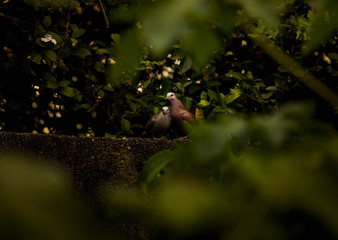 Wild dove