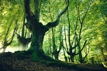 magical forest for wallpaper