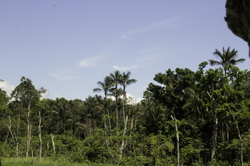 Fototapeta na wymiar Floresta do Rio Negro 