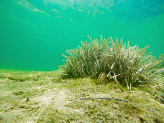 Fototapeta na wymiar Underwater view of Posidonia Oceanica seaweed in Alghero seafloor