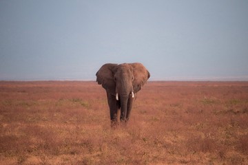 Fototapeta na wymiar elephant in Ngorongoro Crater, Tanzania