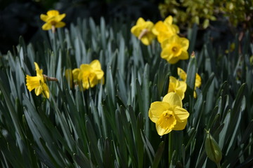 Obraz premium View to a Yellow Daffodil (Narcissus) Flower in Spring. Close-up of blooming Spring Flowers. Season of flowering Daffodils. Narcissus bloom in the Spring.