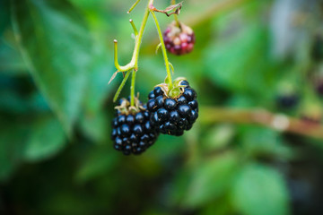 Ripe and unripe blackberries on bush. Selective focus. Shallow depth of field. 