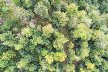 Naklejka premium Deciduous forest. Woodland background, trees viewed from above. Aerial view.