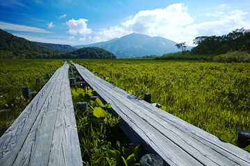 尾瀬ヶ原