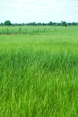Green rice farm in rural background